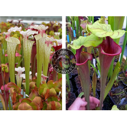 S. ‘Iamsatyricon’ x S. ‘Mansille’-Graines Sarracenia 2024