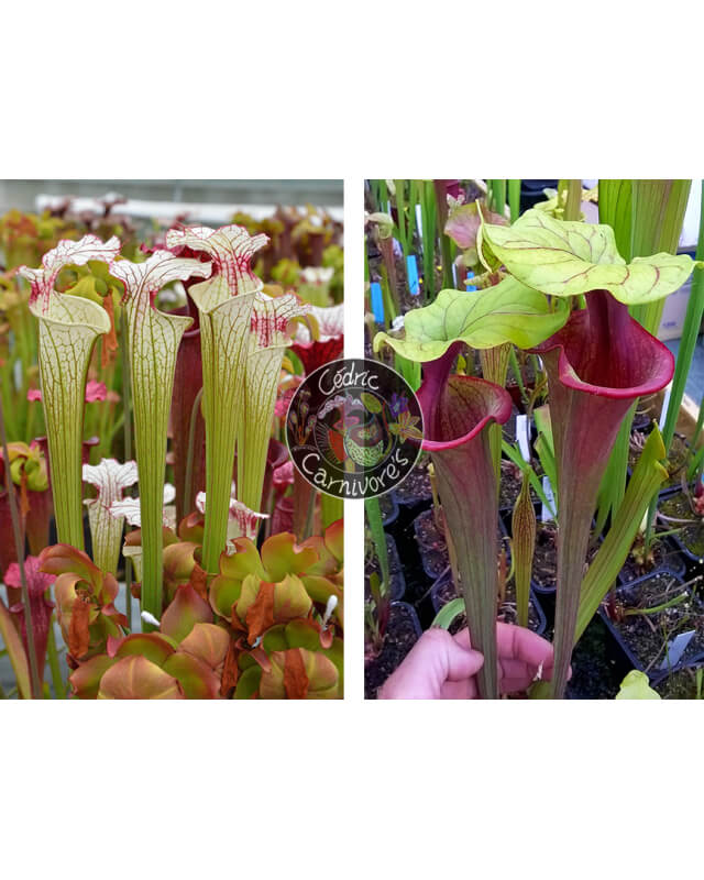 S. ‘Iamsatyricon’ x S. ‘Mansille’-Graines Sarracenia 2024