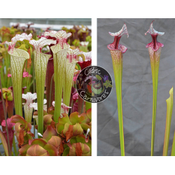 S. ‘Iamsatyricon’ x  S. ‘Atlas 5’-Graines Sarracenia 2024