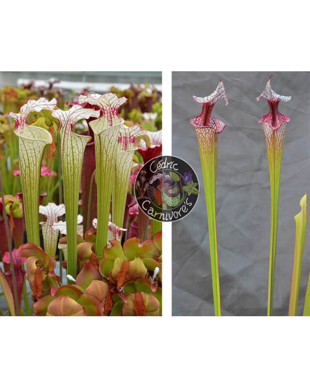 S. ‘Iamsatyricon’ x  S. ‘Atlas 5’-Graines Sarracenia 2024