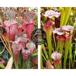 S. Leucophylla 'Dionne x S. x Moorei ‘adrian slack’-Graines Sarracenia 2024