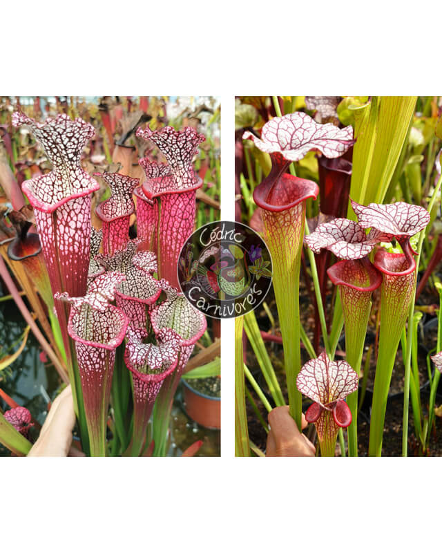 S. Leucophylla 'Dionne x S. x Moorei ‘adrian slack’-Sarracenia seeds 2024