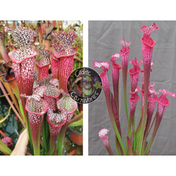 S. Leucophylla 'Dionne x S. ‘l1a’ pink stabilo-Graines Sarracenia 2024