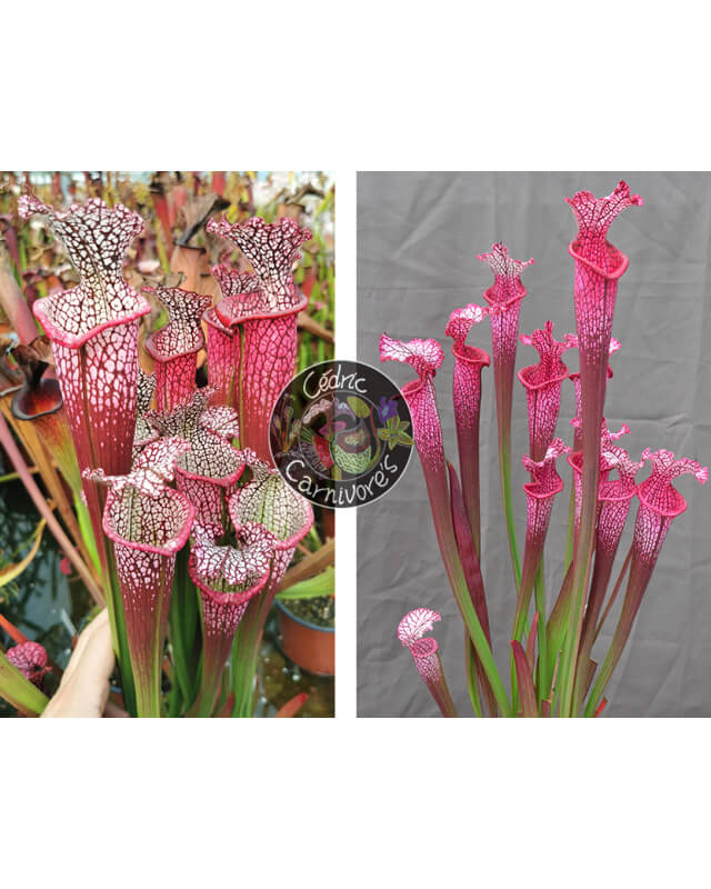S. Leucophylla 'Dionne x S. ‘l1a’ pink stabilo-Graines Sarracenia 2024
