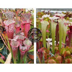 S. Leucophylla 'Dionne x S. ‘Iamsatyricon’-Graines Sarracenia 2024
