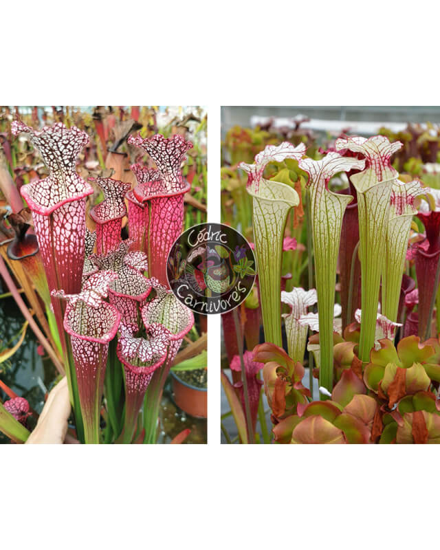 S. Leucophylla 'Dionne x S. ‘Iamsatyricon’-Graines Sarracenia 2024