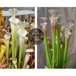S. Leucophylla hcw cl7 x S. leucophylla -  milton cl15-Graines Sarracenia 2024