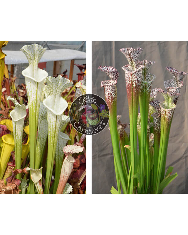 S. Leucophylla hcw cl7 x S. leucophylla -  milton cl15-Graines Sarracenia 2024