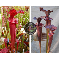 SOP07 S.leucophylla 'Wilkerson's Red Rocket' x S.flava var.rubricorpa x S. ‘Emilie’-Graines Sarracenia 2024