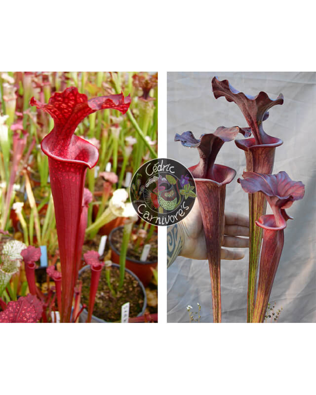 SOP07 S.leucophylla 'Wilkerson's Red Rocket' x S.flava var.rubricorpa x S. ‘Emilie’-Graines Sarracenia 2024