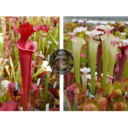 SOP07 S.leucophylla 'Wilkerson's Red Rocket' x S.flava var.rubricorpa x S. ‘Iamsatyricon’-Graines Sarracenia 2024