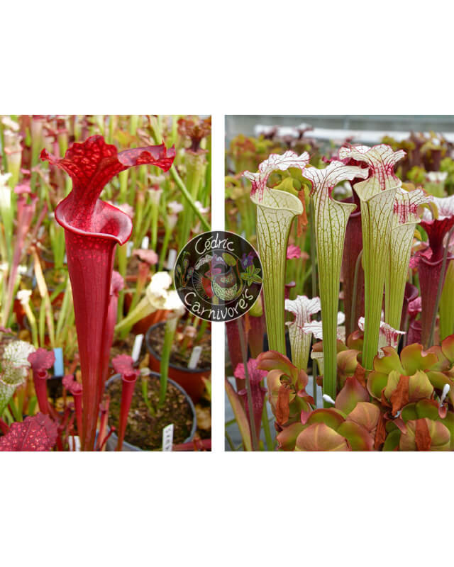 SOP07 S.leucophylla 'Wilkerson's Red Rocket' x S.flava var.rubricorpa x S. ‘Iamsatyricon’-Graines Sarracenia 2024