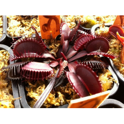 Dionaea 'SL 15', piranha teeth-Dionaea