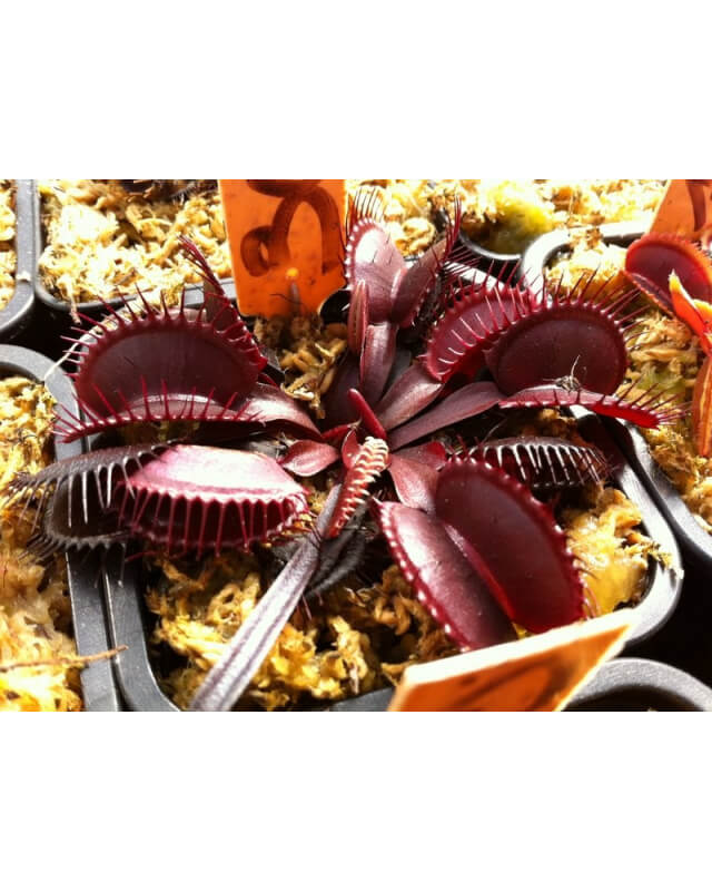Dionaea 'all red'-Dionaea