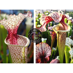 SXM54 S.x Moorei -- "Conecuh, Covington Co. A x S. ‘French cancan’-Graines Sarracenia 2024