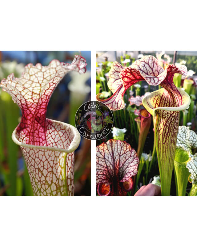 SXM54 S.x Moorei -- "Conecuh, Covington Co. A x S. ‘French cancan’-Sarracenia seeds 2024