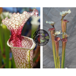 SXM54 S.x Moorei -- "Conecuh, Covington Co. A x S. ‘Inspiration’-Graines Sarracenia 2024
