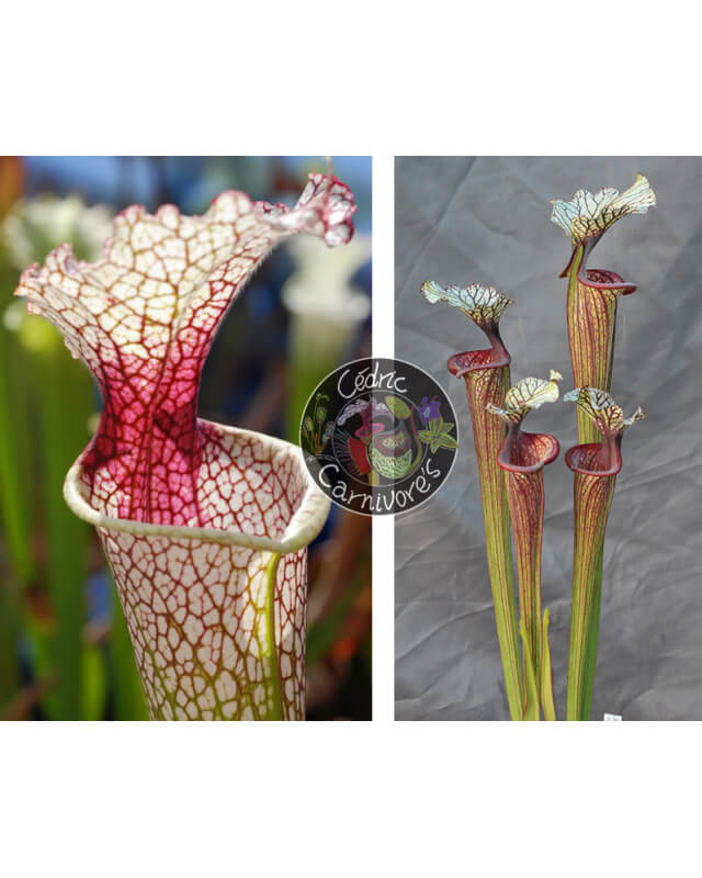 SXM54 S.x Moorei -- "Conecuh, Covington Co. A x S. ‘Inspiration’-Graines Sarracenia 2024