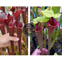 (SL69 S. leucophylla -- Stocky white top x SL13 S. leucophylla -- large pink lipped,Apalachicola) X Sarracenia 'Iamsatyricon'-Graines Sarracenia 2024