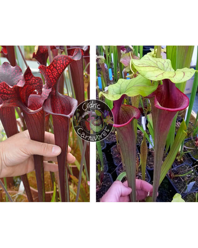 (SL04 S. leucophylla -- helmut´s Delight x SFO10 S. flava var. ornata -- solid red throat) x S. ‘Mansille’-Graines Sarracenia 2024