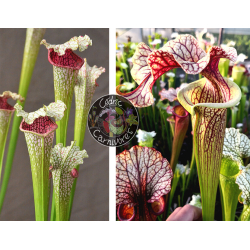 S. leucophylla --"Pantera rosa"  x S. ‘French cancan’-Graines Sarracenia 2024