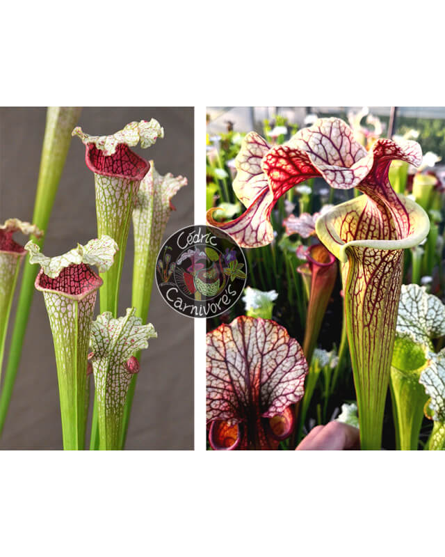 S. leucophylla --"Pantera rosa"  x S. ‘French cancan’-Sarracenia seeds 2024