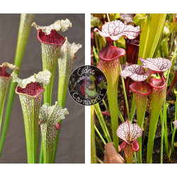 S. leucophylla --"Pantera rosa"  x S. x Moorei ‘adrian slack’-Graines Sarracenia 2024