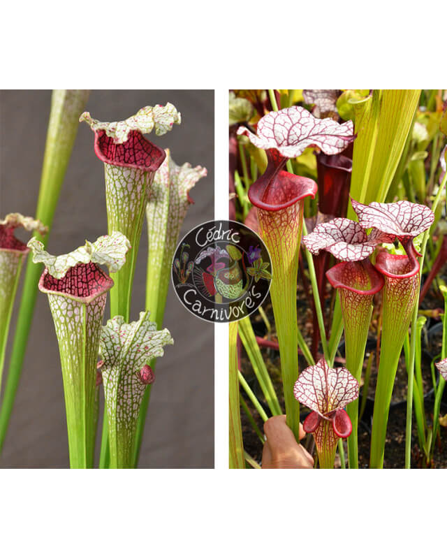 S. leucophylla --"Pantera rosa"  x S. x Moorei ‘adrian slack’-Graines Sarracenia 2024