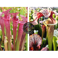 S. ‘Evan’ x S. ‘French cancan’-Graines Sarracenia 2024
