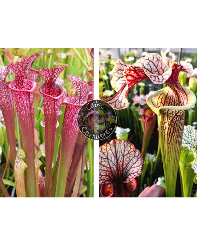 S. ‘Evan’ x S. ‘French cancan’-Graines Sarracenia 2024