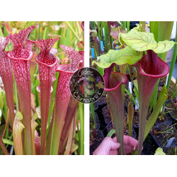 S. ‘Evan’ x S. ‘Mansille’-Graines Sarracenia 2024