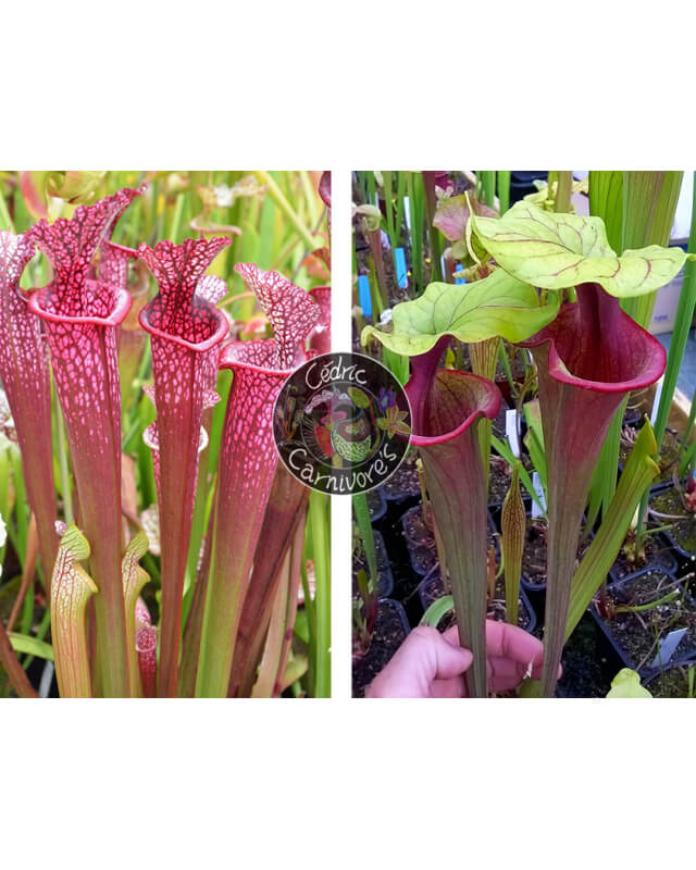 S. ‘Evan’ x S. ‘Mansille’-Graines Sarracenia 2024