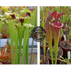 (SL69 S. leucophylla -- Stocky white top x SL13 S. leucophylla -- large pink lipped,Apalachicola) X Sarracenia 'Iamsatyricon'-Graines Sarracenia 2024