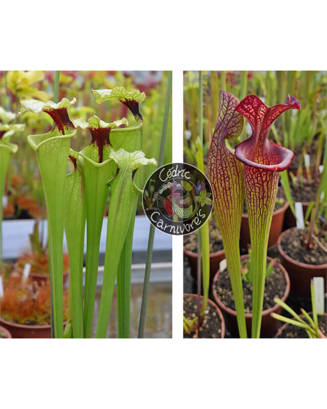 (S.x Moorei -- “Timothy King”  x  S. "A Porais") x (S.x Moorei -- ''Elizabeth Aydon'' x S.x Moorei -- “Timothy King” ) red-Graines Sarracenia 2024
