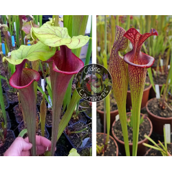 S. ‘Mansille’ x (SXM63 S.x Moorei -- ''Elizabeth Aydon'' x SXM61 S.x Moorei -- “Timothy King” ) red-Graines Sarracenia 2024