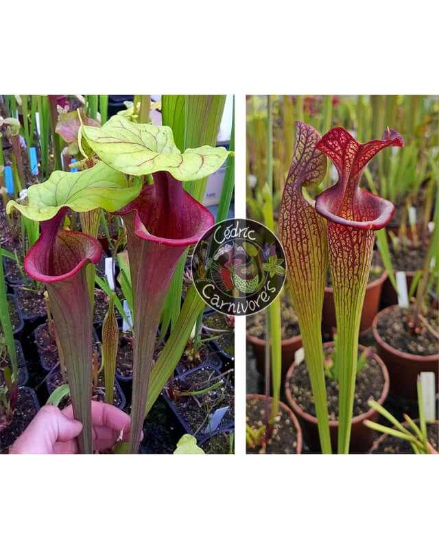 S. ‘Mansille’ x (SXM63 S.x Moorei -- ''Elizabeth Aydon'' x SXM61 S.x Moorei -- “Timothy King” ) red-Graines Sarracenia 2024