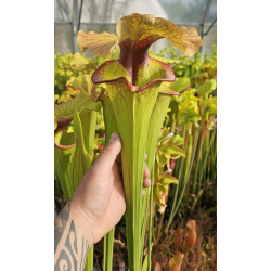 Sarracenia x 'Evan's'-Hybrides Cédric Carnivore's