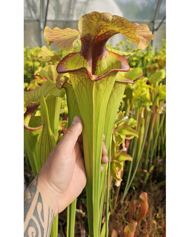 Sarracenia 'Serpentard'-Hybrides Cédric Carnivore's