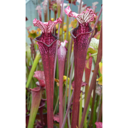 Sarracenia leucophylla 'Dracula'-Hybrides Cédric Carnivore's