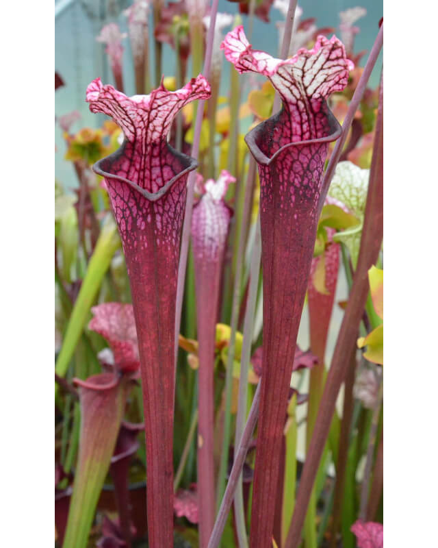Sarracenia leucophylla 'Dracula'-Hybrides Cédric Carnivore's