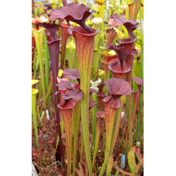 SFO10 S. flava var. ornata -- solid red throat x SXM31 S.x Moorei -- `Adrian Slack’ clone L-Hybrides Cédric Carnivore's