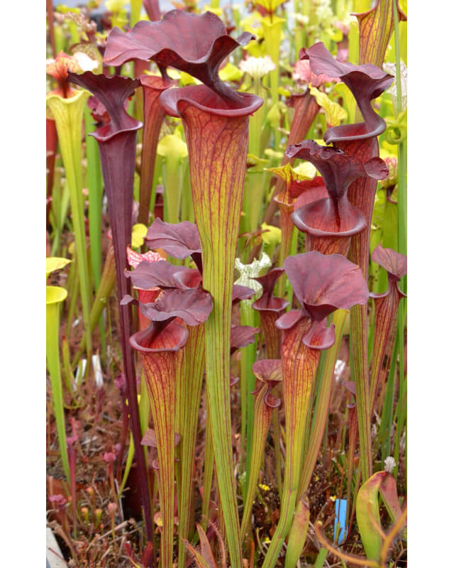 SFO10 S. flava var. ornata -- solid red throat x SXM31 S.x Moorei -- `Adrian Slack’ clone L-Hybrides Cédric Carnivore's