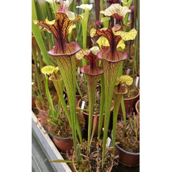 Sarracenia x 'Evan's'-Hybrides Cédric Carnivore's