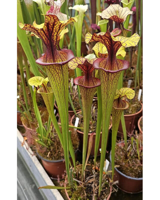 S. flava var. ornata  "Horyna" x S. flava var. ornata F88-Hybrides Cédric Carnivore's