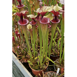S.(Oreophila x royal ruby) x adrian slack-Hybrides Cédric Carnivore's