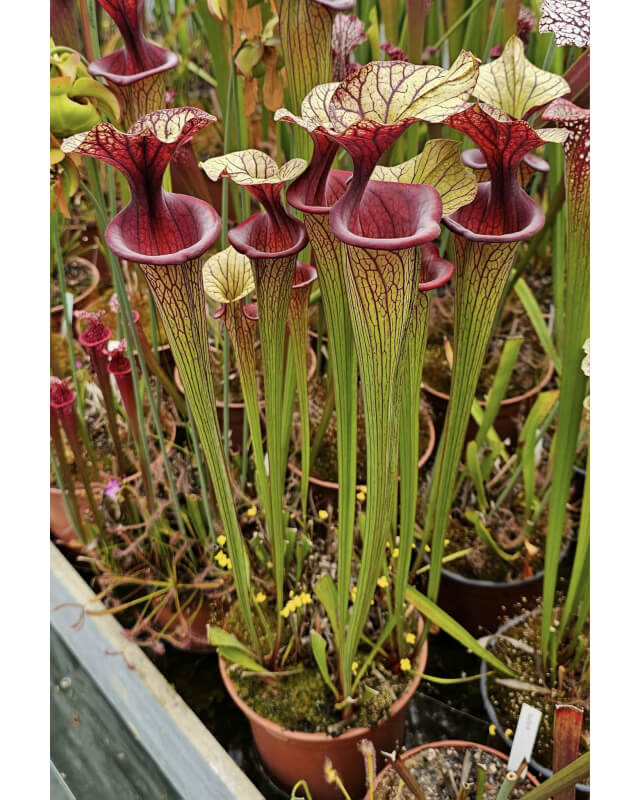 S.'Emilie father'-Hybrides Cédric Carnivore's