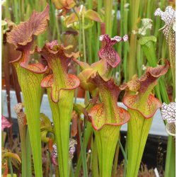 S.x Moorei -- W FL, S. flava var. rugelii x leucophylla (H31,Mike king) x SXM01 S.x Moorei -- `Leah Wilkerson’-Hybrides Cédric Carnivore's