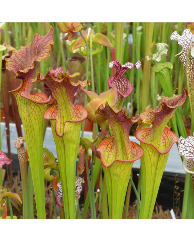 (Leucophyla 'purple lips' x flava var rubricorpora) x adrian slack-Hybrides Cédric Carnivore's