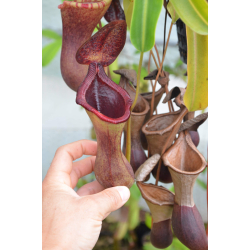 Nepenthes x briggsiana (N.ventricosa x lowii)-Nepenthes d'altitude