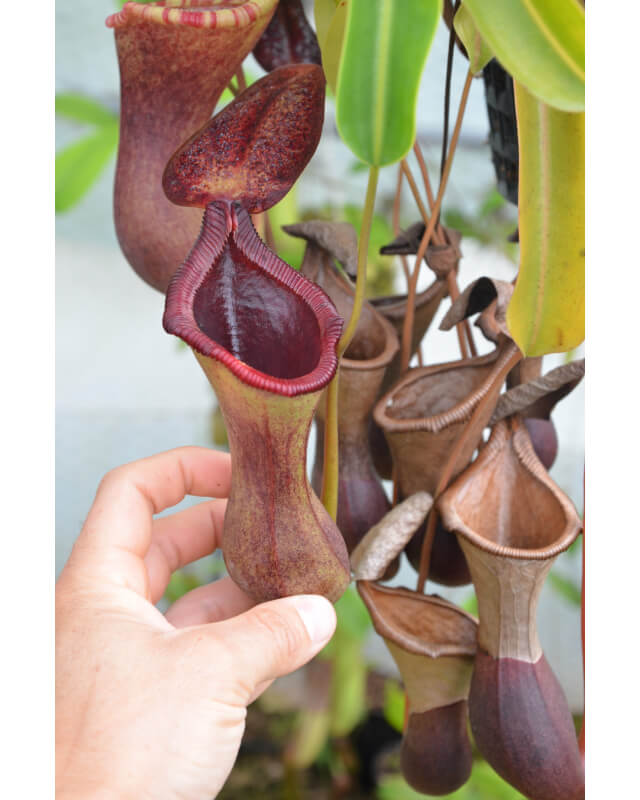 Nepenthes x briggsiana (N.ventricosa x lowii)-Nepenthes highland